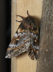 Ormiscodes schmidtnielseni