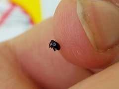 Anthonomus suturalis