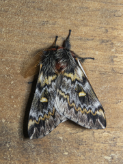 Ormiscodes schmidtnielseni