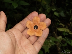 Bruceholstia magnifolia