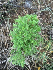 Galium catalinense acrispum