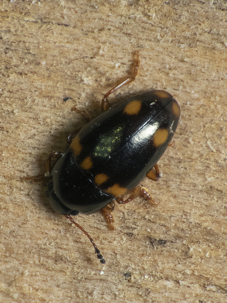 Neoxestus cauquenes