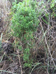 Galium catalinense acrispum