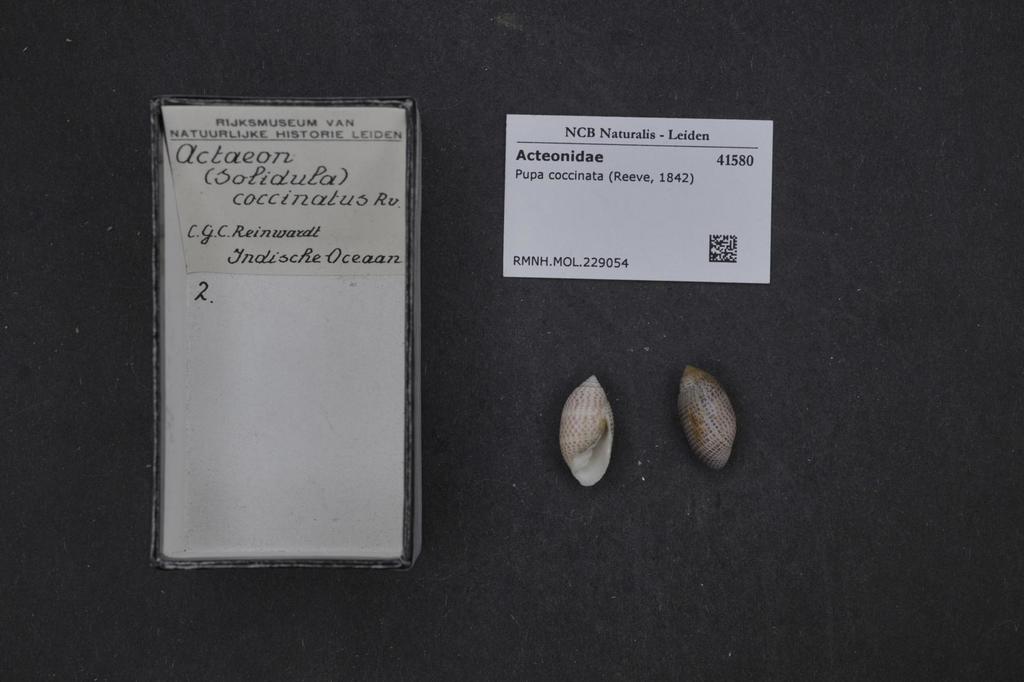 Pupa coccinata