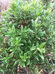 Galium catalinense acrispum