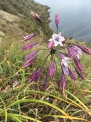 Triteleia clementina