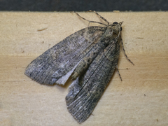Hemiloxia maditata