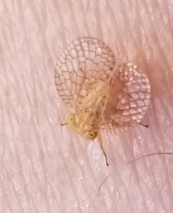 Neaethus jacintiensus