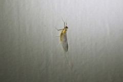 Leucrocuta aphrodite