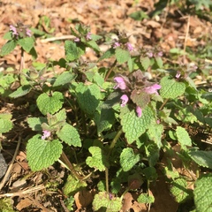 Lamium purpureum purpureum