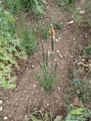 Alopecurus myosuroides