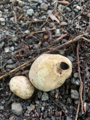 Scleroderma citrinum