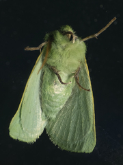 Jochroa chlorogastra