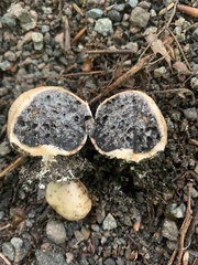Scleroderma citrinum