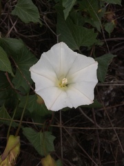 Calystegia macrostegia amplissima