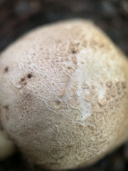 Scleroderma citrinum