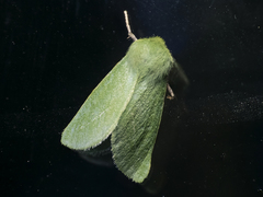 Jochroa chlorogastra