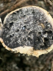 Scleroderma citrinum