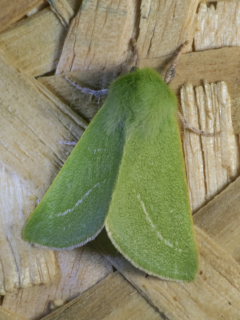 Jochroa chlorogastra