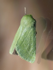 Jochroa chlorogastra