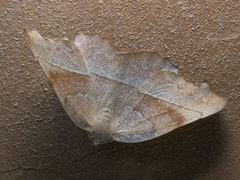 Syncirsodes primata
