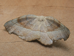 Syncirsodes primata