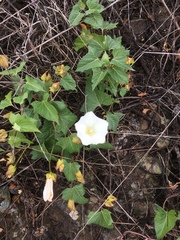 Calystegia macrostegia amplissima