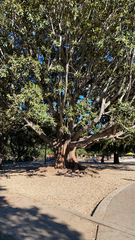 Ficus macrophylla