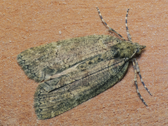 Hemiloxia maditata