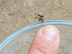 Eugnamptus angustatus