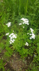 Dontostemon pinnatifidus