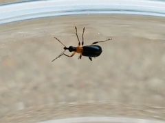 Eugnamptus angustatus