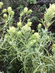 Castilleja grisea
