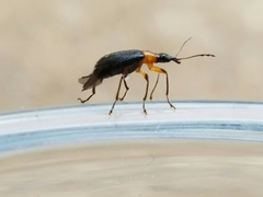 Eugnamptus angustatus