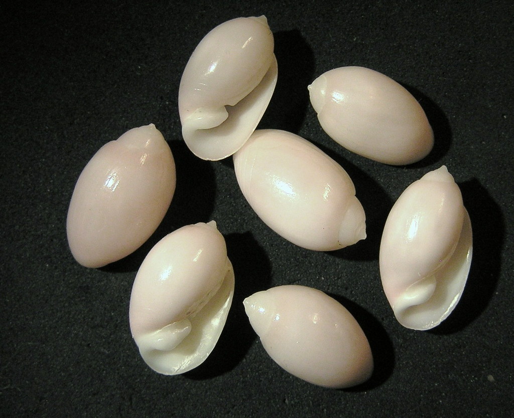 Pupa nitidula