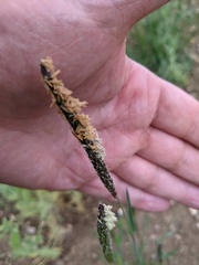 Alopecurus myosuroides