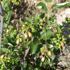 Contarinia virginianiae