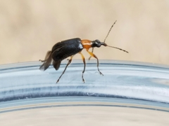 Eugnamptus angustatus