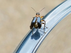 Eugnamptus angustatus