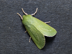 Jochroa chlorogastra