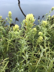 Castilleja grisea