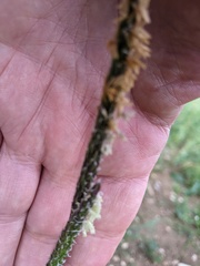 Alopecurus myosuroides