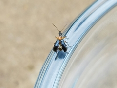 Eugnamptus angustatus