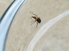 Eugnamptus angustatus