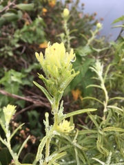 Castilleja grisea