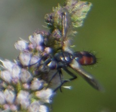 Cylindromyia bicolor