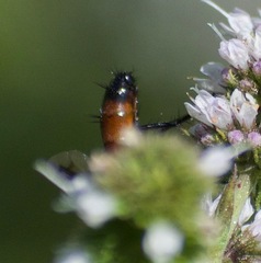 Cylindromyia bicolor
