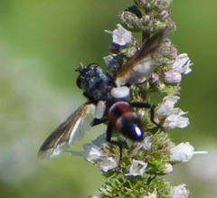 Cylindromyia bicolor