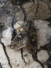 Ormiscodes schmidtnielseni