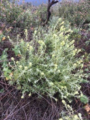 Castilleja grisea